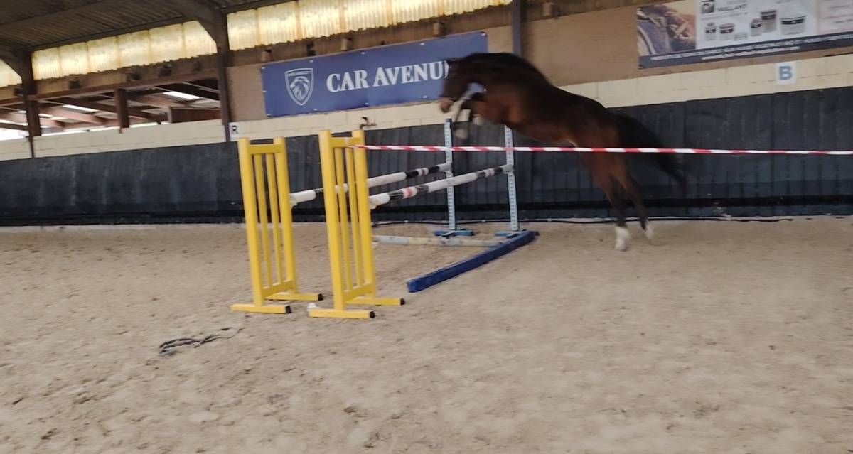 Caballo castrado Silla Francés En venta 2022 Bayo moreno por Hitchock bois margot