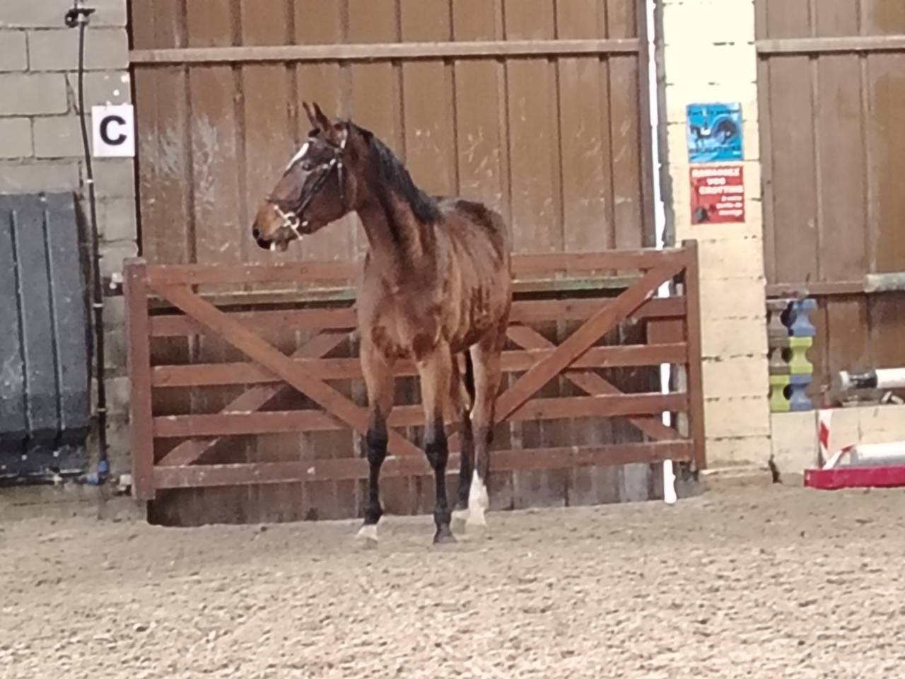 Caballo castrado Silla Francés En venta 2022 Bayo moreno por Hitchock bois margot