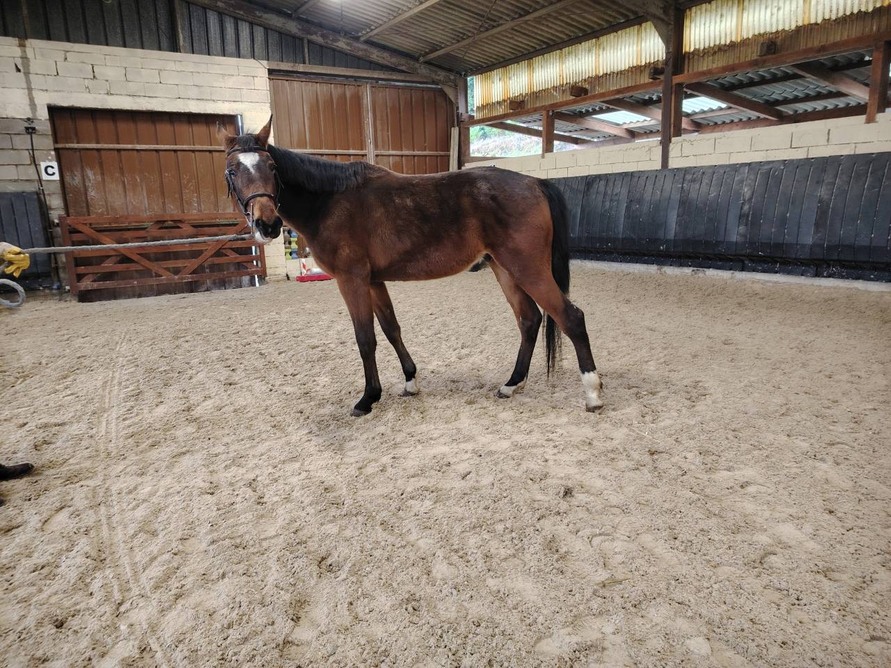 Caballo castrado Silla Francés En venta 2022 Bayo moreno por Hitchock bois margot