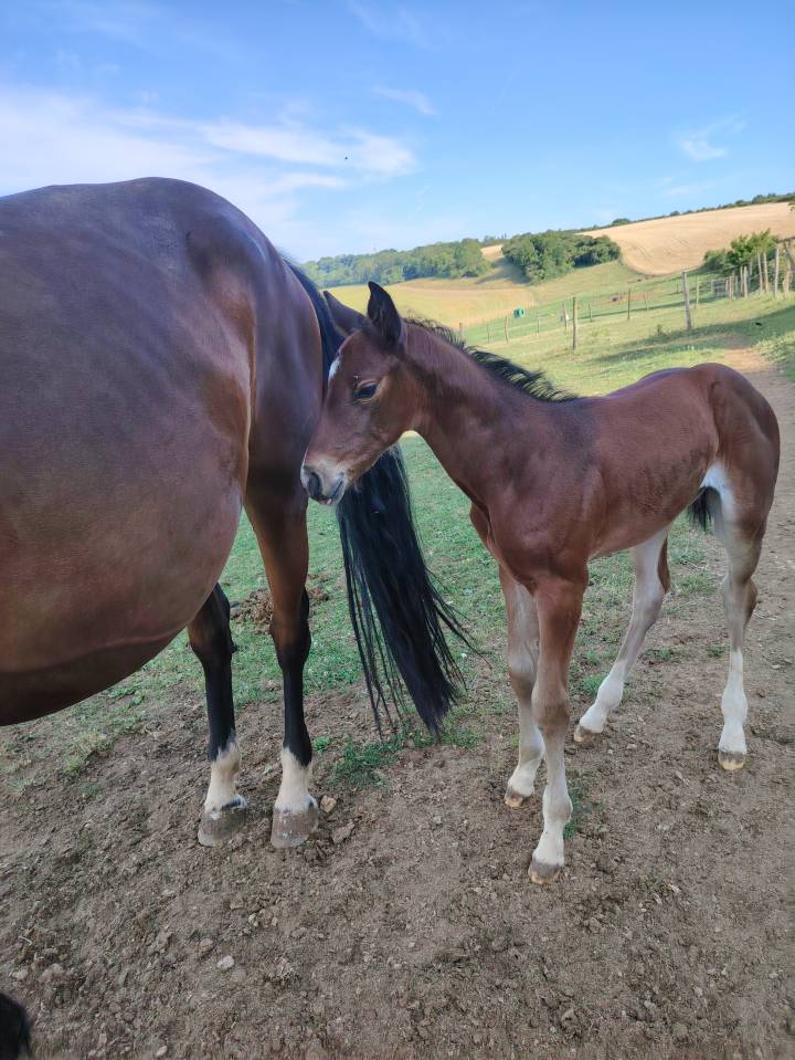 Potranca Silla Francés En venta 2025 Bayo moreno por Uncognito bois margot