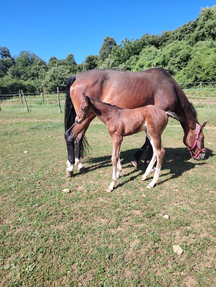 Potranca Silla Francés En venta 2025 Bayo moreno por Uncognito bois margot