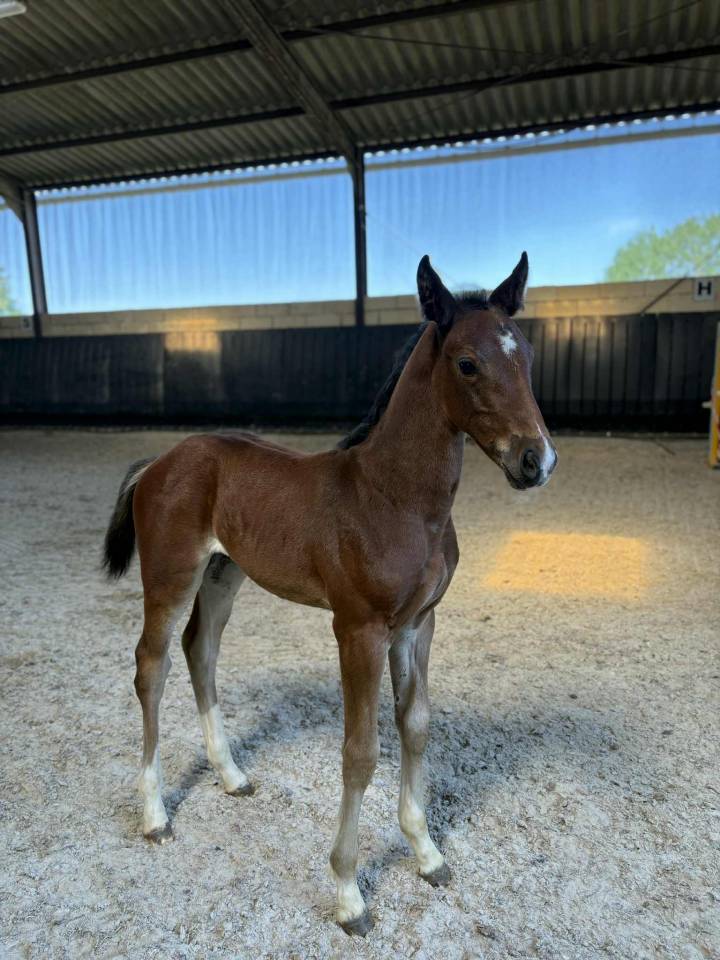 Potranca Silla Francés En venta 2025 Bayo moreno por Uncognito bois margot