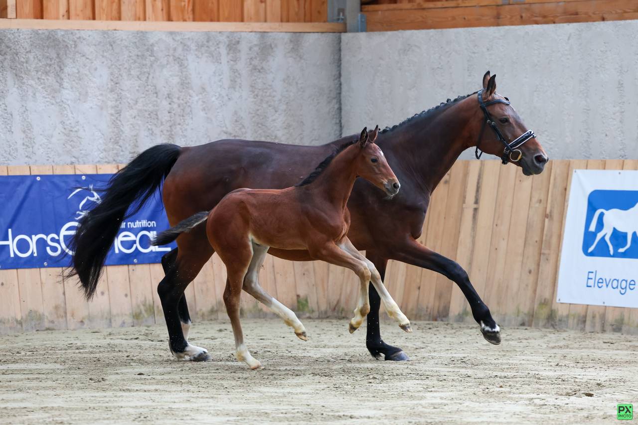 Potranca Silla Francés En venta 2025 Bayo moreno por Uncognito bois margot