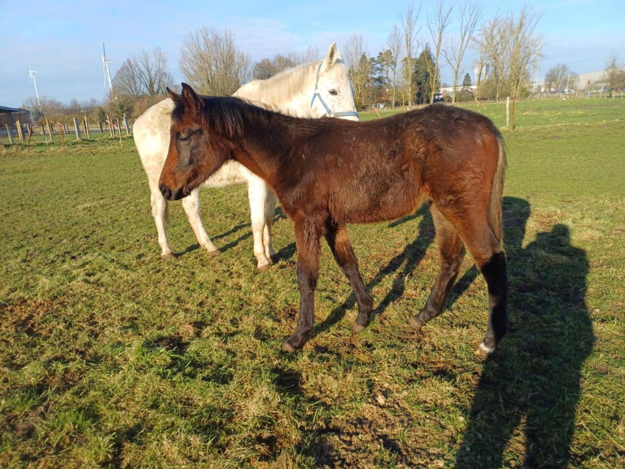 Potranca Zangersheide En venta 2024 Bayo moreno por COMMILF’OH de la Marchette