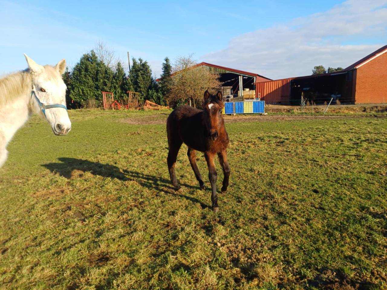 Potranca Zangersheide En venta 2024 Bayo moreno por COMMILF’OH de la Marchette