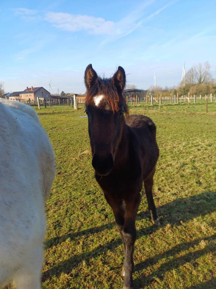 Potranca Zangersheide En venta 2024 Bayo moreno por COMMILF’OH de la Marchette