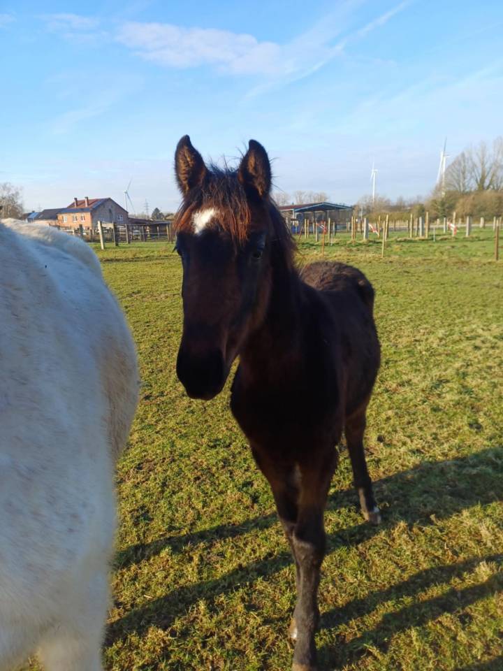 Potranca Zangersheide En venta 2024 Bayo moreno por COMMILF’OH de la Marchette