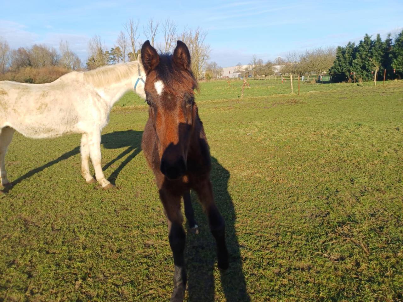 Potranca Zangersheide En venta 2024 Bayo moreno por COMMILF’OH de la Marchette
