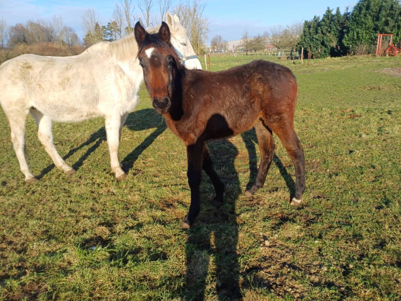 Potranca Zangersheide En venta 2024 Bayo moreno por COMMILF’OH de la Marchette