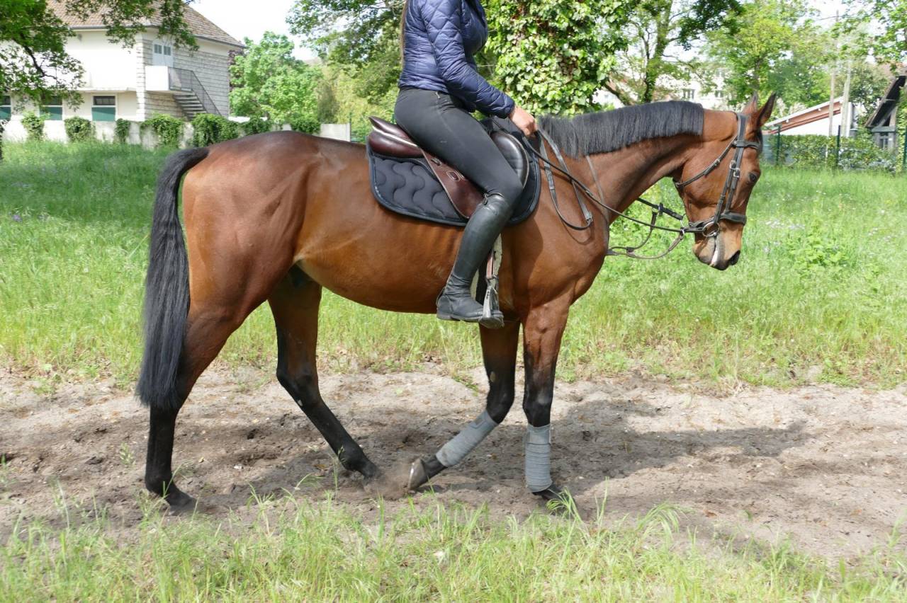 Caballo castrado Pura Sangre En venta 2021 Bayo moreno