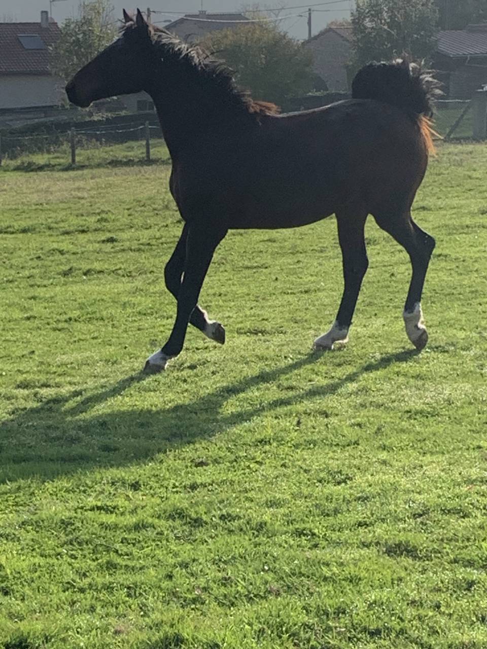 Caballo entero Silla Francés En venta 2023 Bayo por Jilbert van't ruytershof