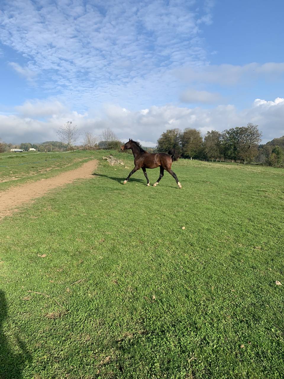 Caballo entero Silla Francés En venta 2023 Bayo por Jilbert van't ruytershof