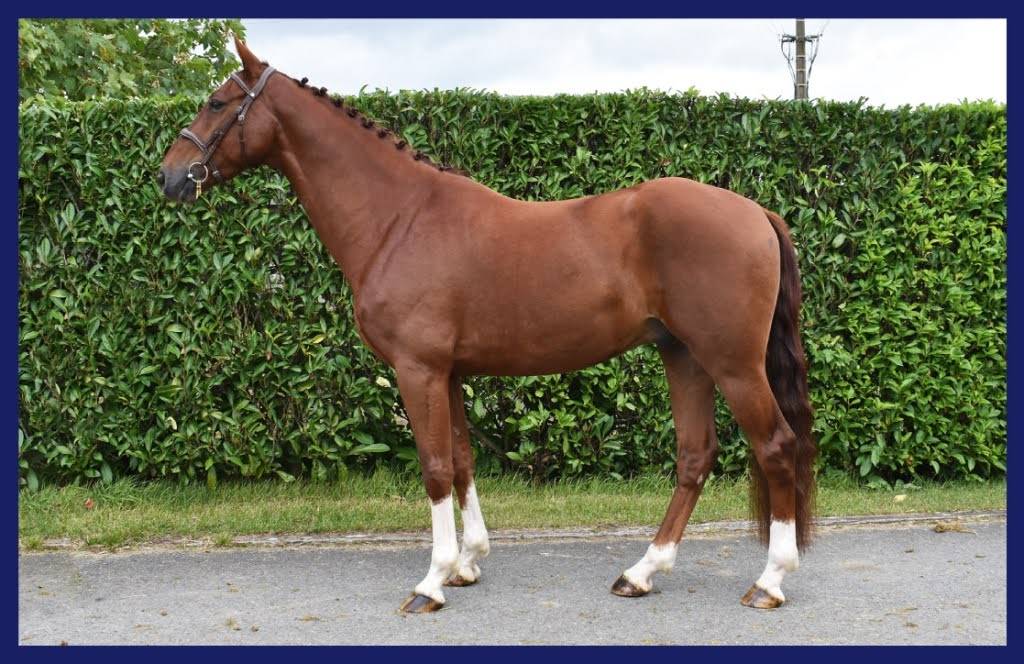 Caballo castrado Zangersheide En venta 2018 Alazán por FOR PLEASURE