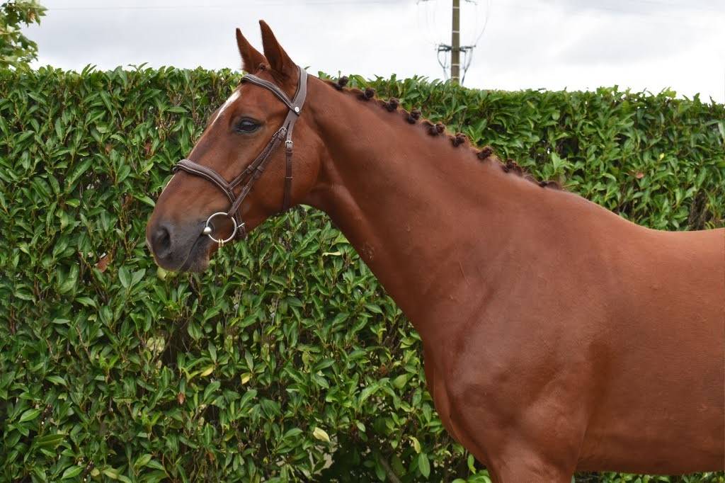 Caballo castrado Zangersheide En venta 2018 Alazán por FOR PLEASURE