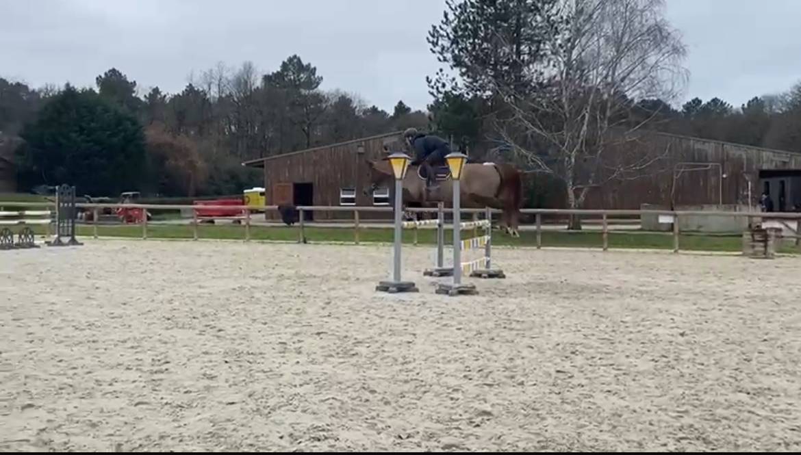 Yegua de ganadería Silla Francés En venta 2014 Alazán tostado por BALOUBET DU ROUET