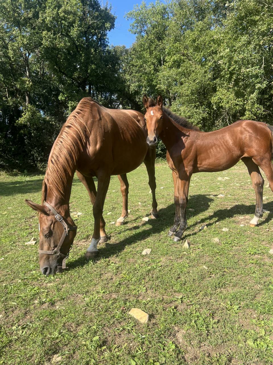 Yegua de ganadería Silla Francés En venta 2014 Alazán tostado por BALOUBET DU ROUET