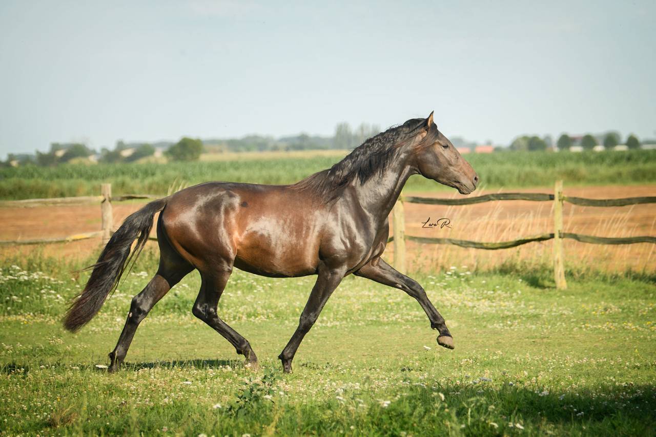 BIEN DE SCUDERIA - PRE Pura Raza Española 2021 por Poeta de Susaeta