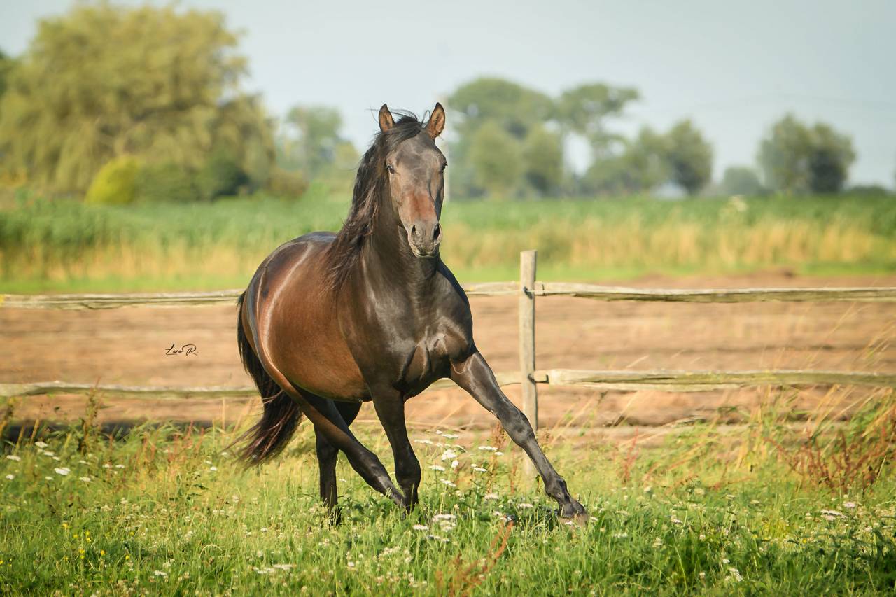 BIEN DE SCUDERIA - PRE Pura Raza Española 2021 por Poeta de Susaeta