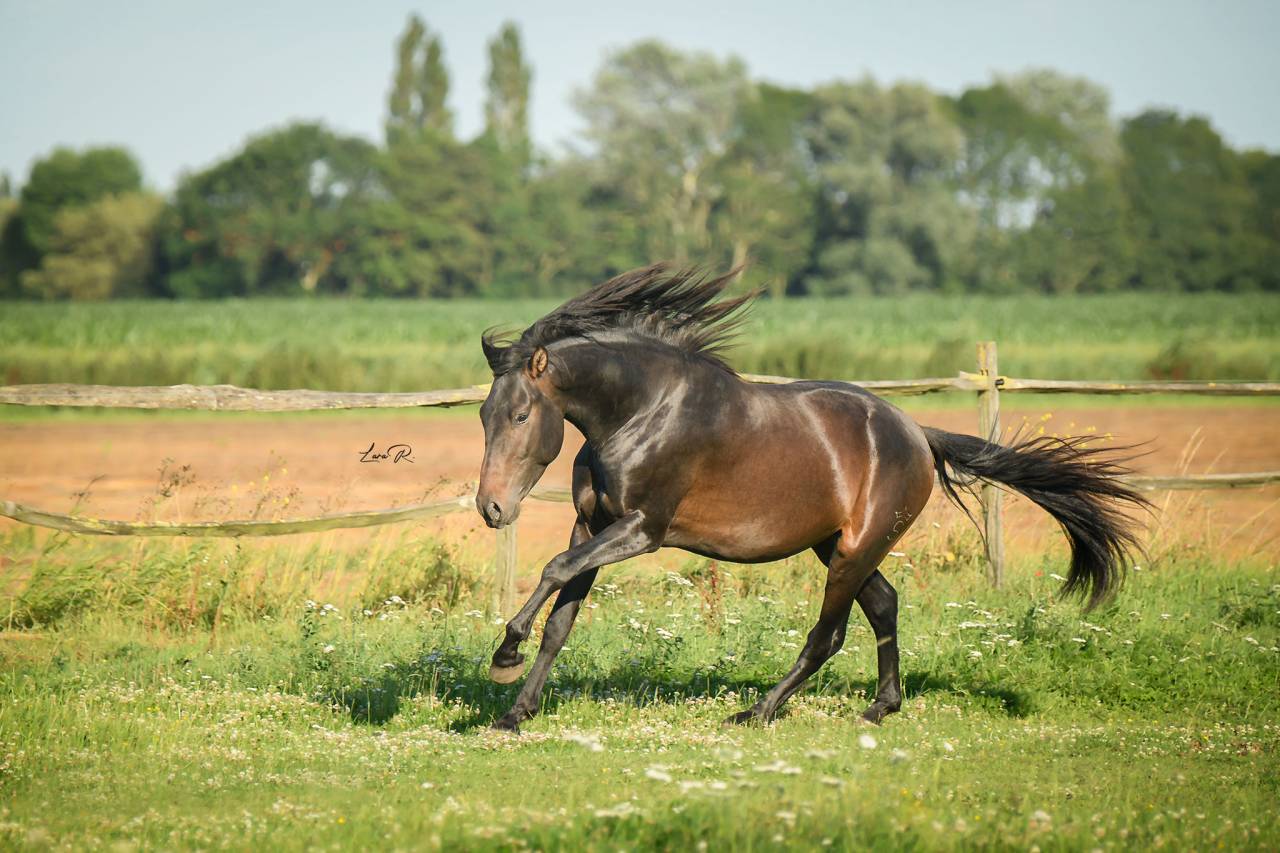 BIEN DE SCUDERIA - PRE Pura Raza Española 2021 por Poeta de Susaeta