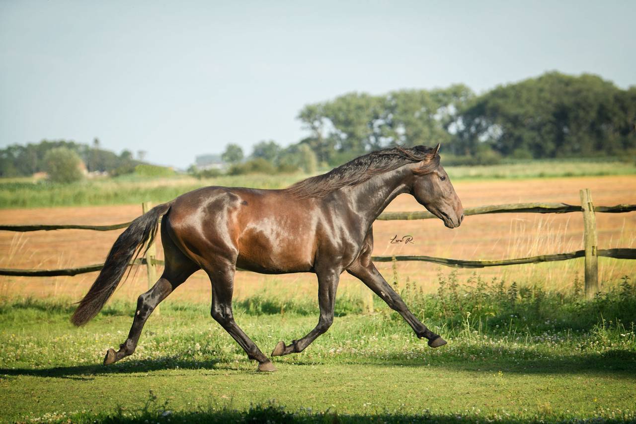 BIEN DE SCUDERIA - PRE Pura Raza Española 2021 por Poeta de Susaeta