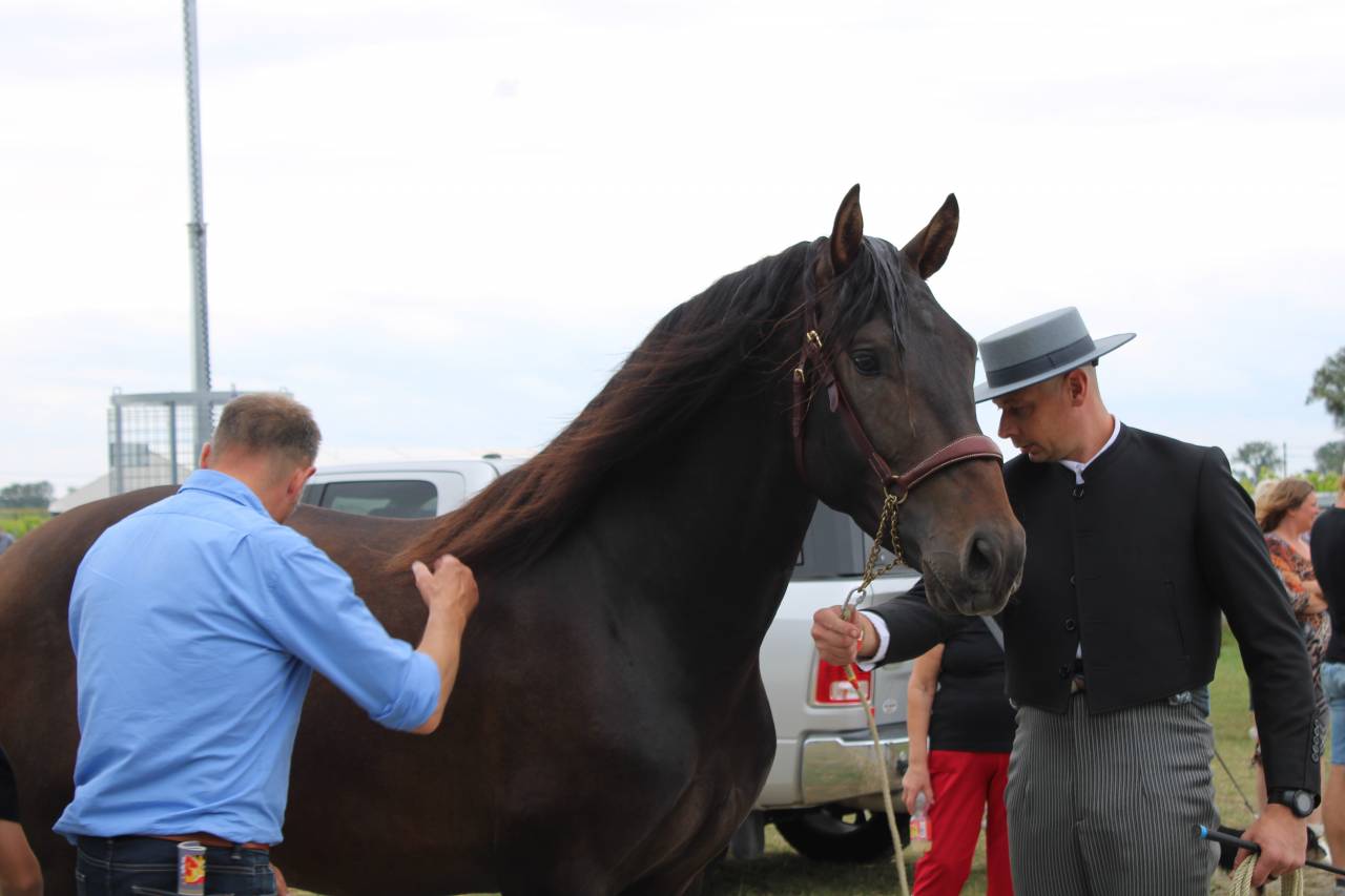 BIEN DE SCUDERIA - PRE Pura Raza Española 2021 por Poeta de Susaeta