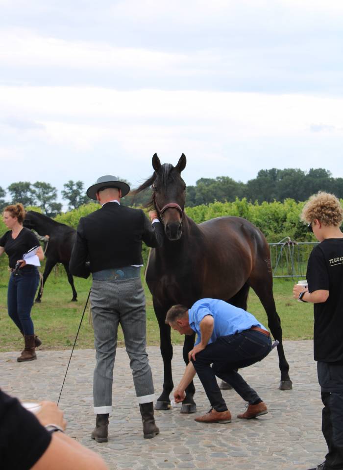 BIEN DE SCUDERIA - PRE Pura Raza Española 2021 por Poeta de Susaeta