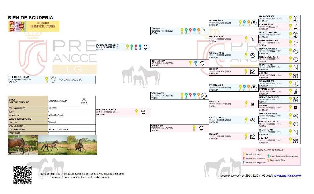 BIEN DE SCUDERIA - PRE Pura Raza Española 2021 por Poeta de Susaeta