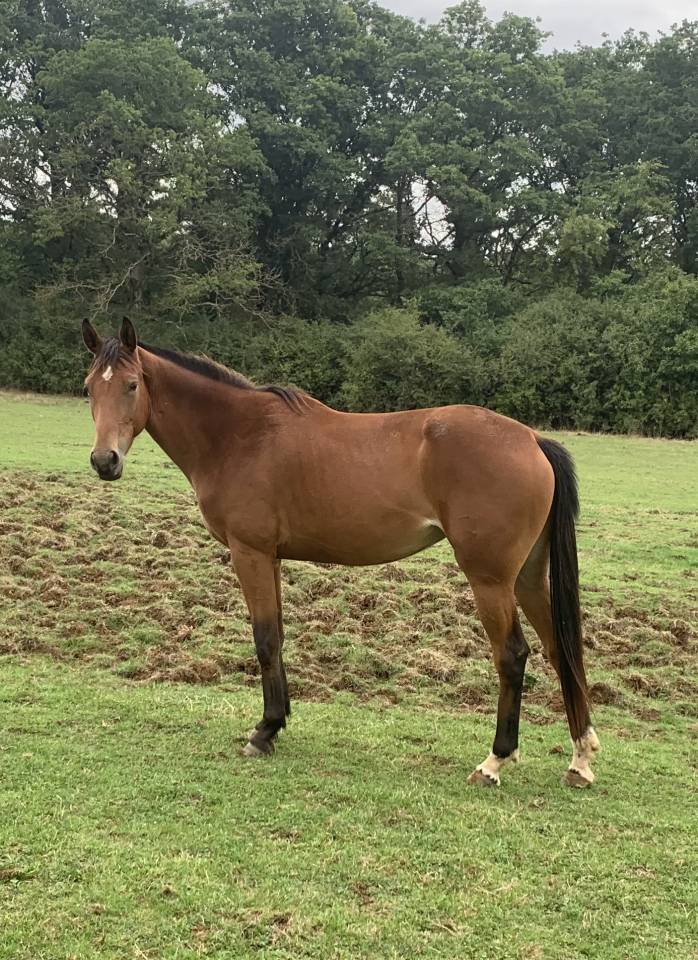 Yegua Silla Francés En venta 2019 Bayo por Espoir du faubourg