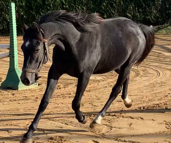 Yegua Silla Francés En venta 2019 Tordo por CASALL