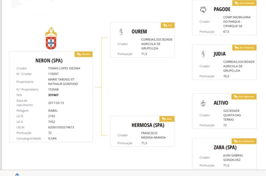 Neron - Lusitano 2018 por Ourem