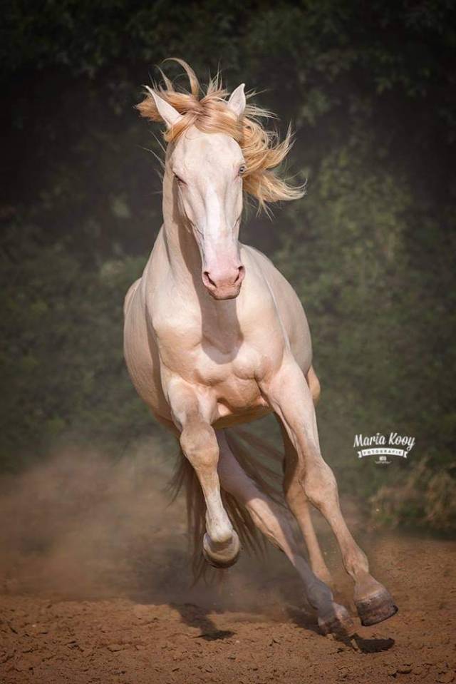 Neron - Lusitano 2018 por Ourem