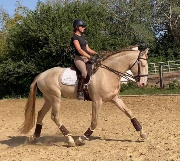 Neron - Lusitano 2018 por Ourem
