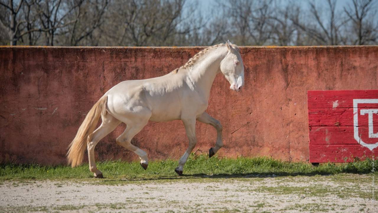 Neron - Lusitano 2018 por Ourem