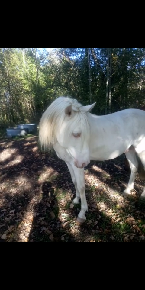 Istro du verseau - Origen No Constatado 2018