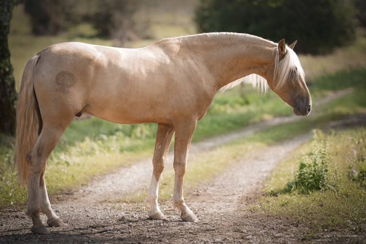 Nene Olivares - PRE Pura Raza Española 2021 por REVOLTOSO XXIX