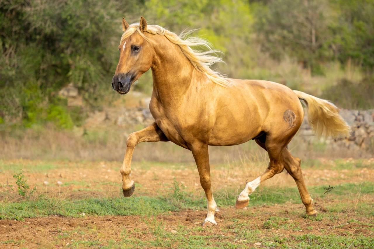 Nene Olivares - PRE Pura Raza Española 2021 por REVOLTOSO XXIX