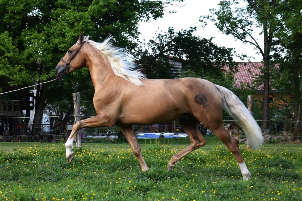 Nene Olivares - PRE Pura Raza Española 2021 por REVOLTOSO XXIX