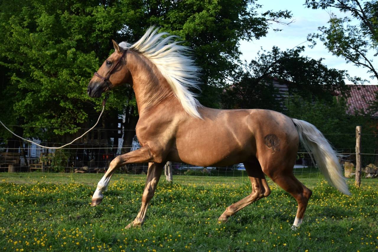 Nene Olivares - PRE Pura Raza Española 2021 por REVOLTOSO XXIX