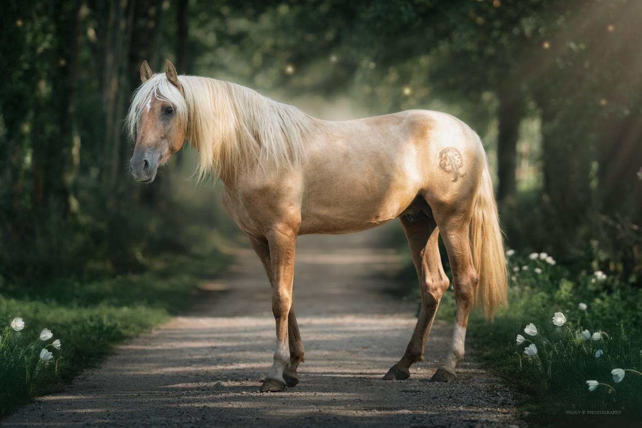 Nene Olivares - PRE Pura Raza Española 2021 por REVOLTOSO XXIX