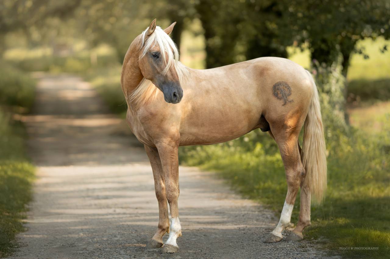 Nene Olivares - PRE Pura Raza Española 2021 por REVOLTOSO XXIX