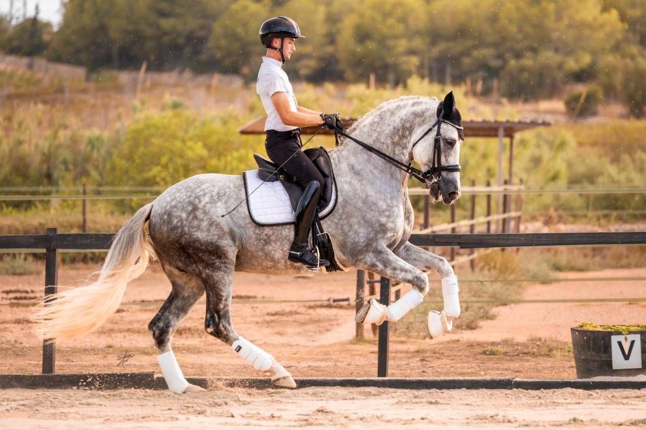 Xeres la devesa - PRE Pura Raza Española 2016 por DIGITAL