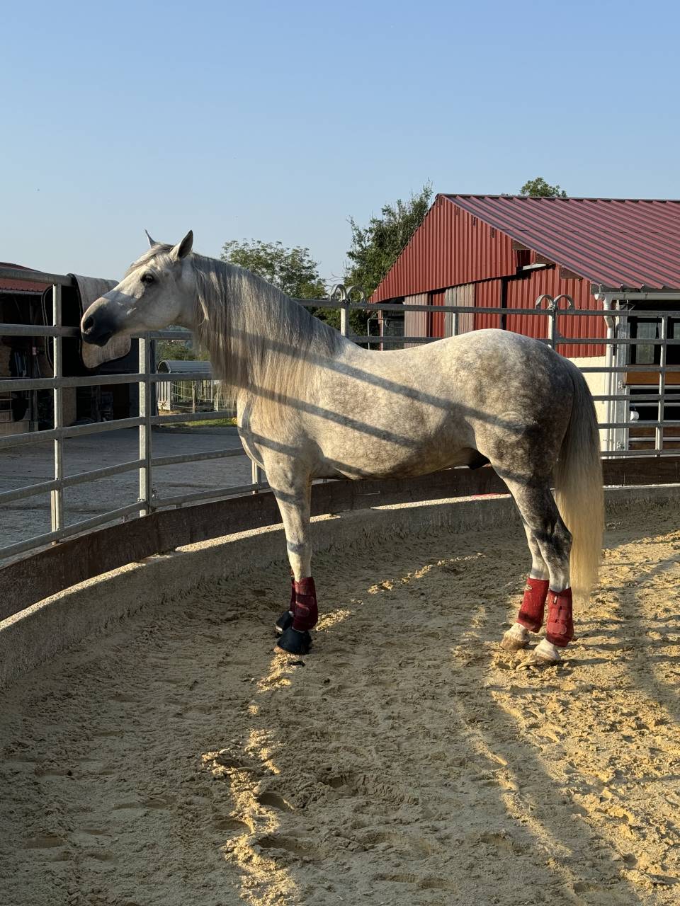 Xeres la devesa - PRE Pura Raza Española 2016 por DIGITAL