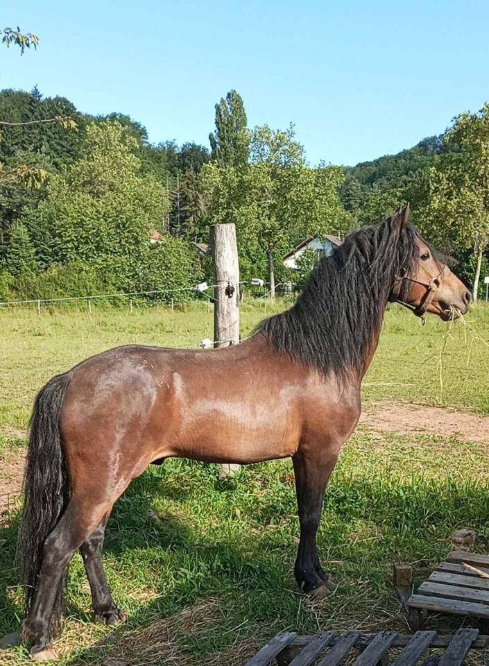 Semental Dartmoor En venta 2019 Bayo