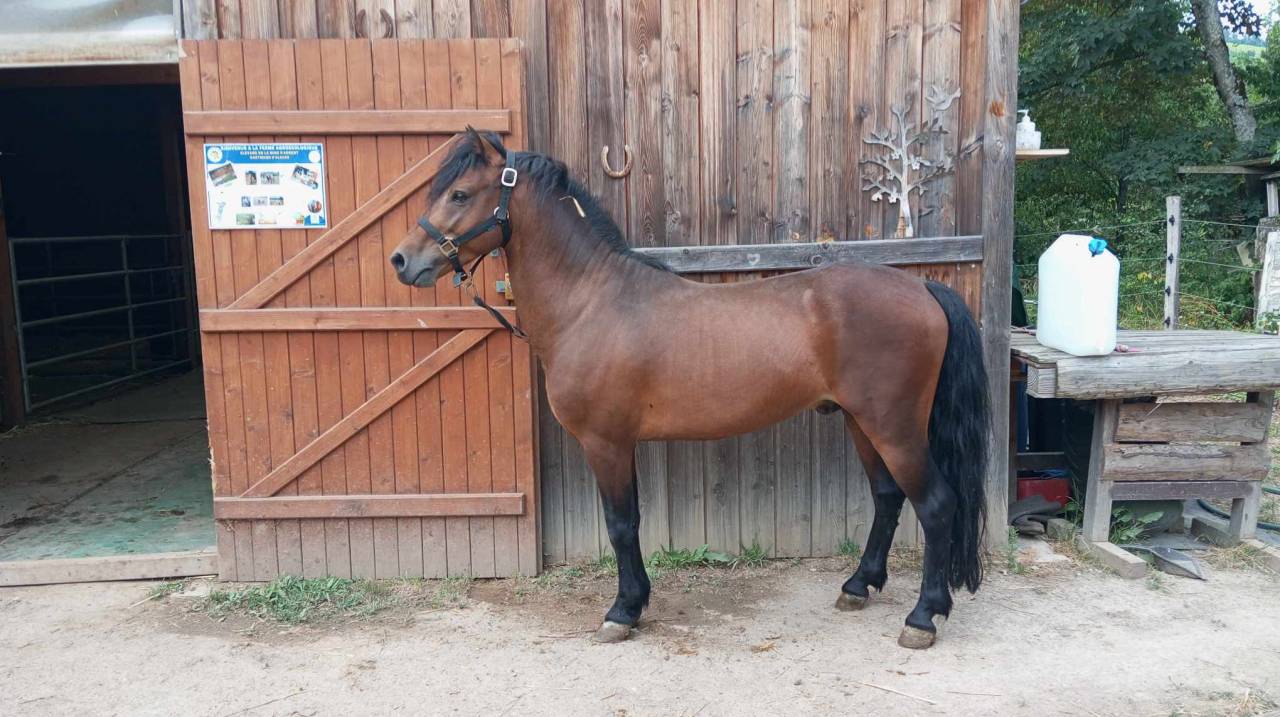 Semental Dartmoor En venta 2019 Bayo