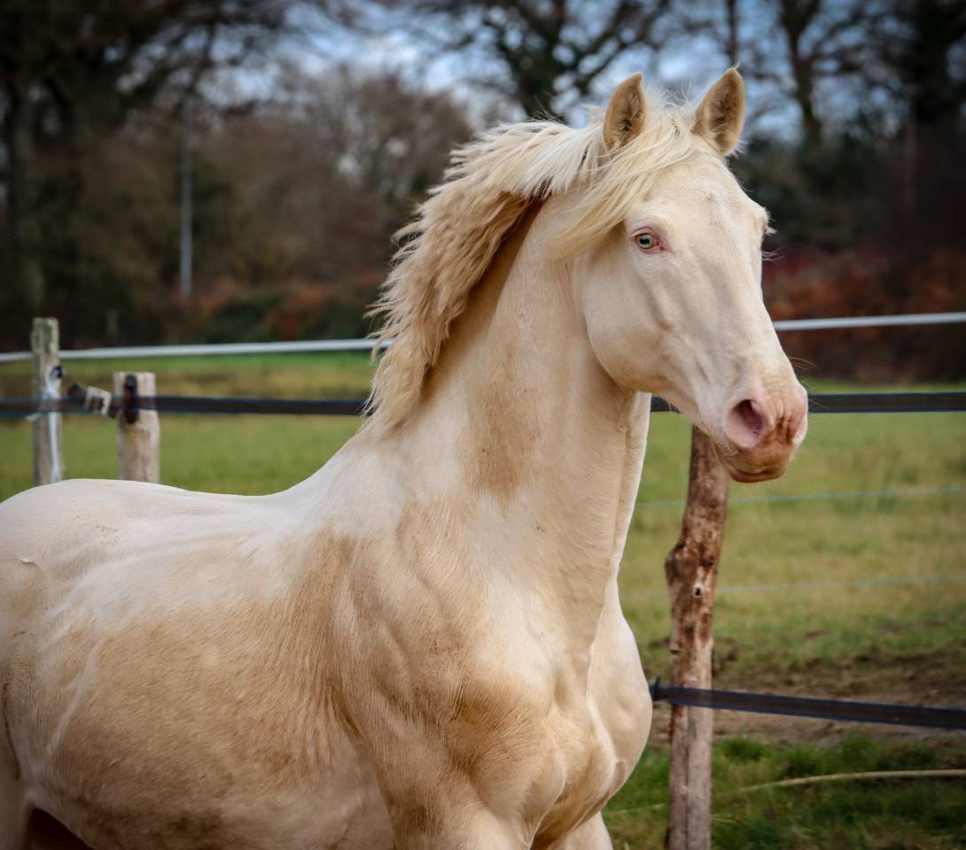 Delirio de Bouchetis  - AES Anglo European Studbook 2013 por ROBADOR