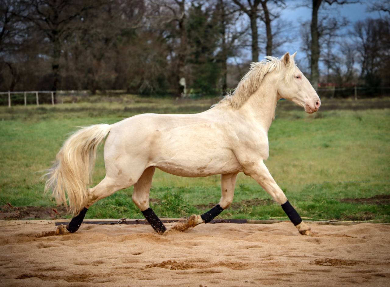 Delirio de Bouchetis  - AES Anglo European Studbook 2013 por ROBADOR