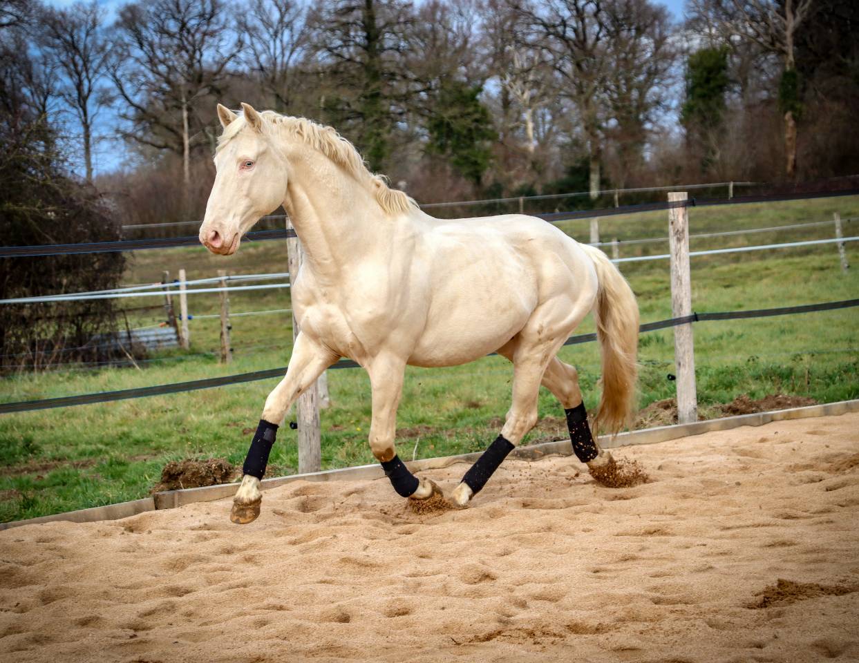 Delirio de Bouchetis  - AES Anglo European Studbook 2013 por ROBADOR