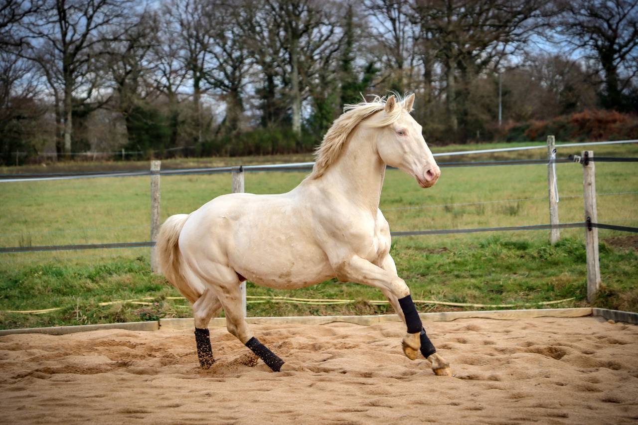 Delirio de Bouchetis  - AES Anglo European Studbook 2013 por ROBADOR