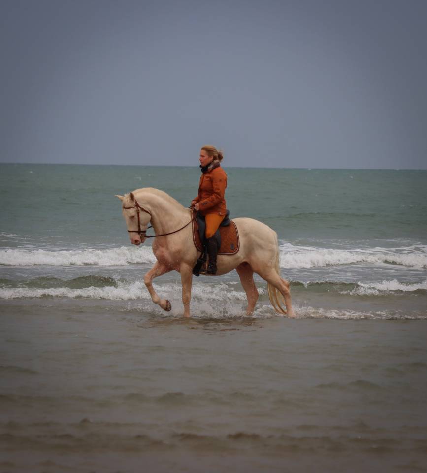 Delirio de Bouchetis  - AES Anglo European Studbook 2013 por ROBADOR