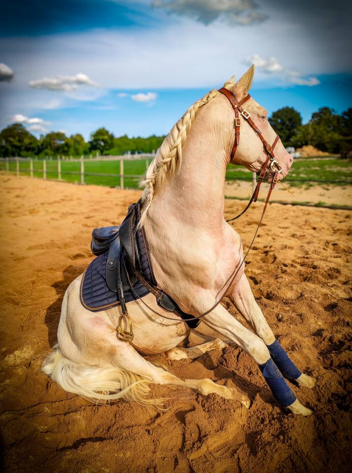 Delirio de Bouchetis  - AES Anglo European Studbook 2013 por ROBADOR